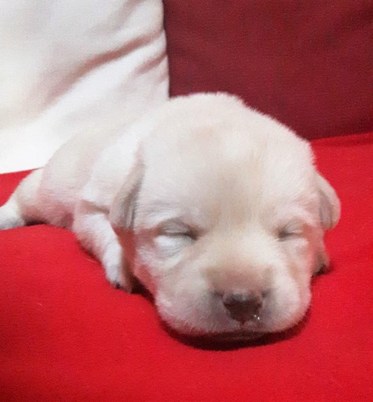 CUCCIOLO BY FAVOLABRADORS