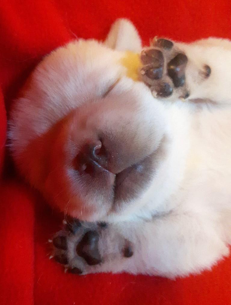 CUCCIOLO BY FAVOLABRADORS