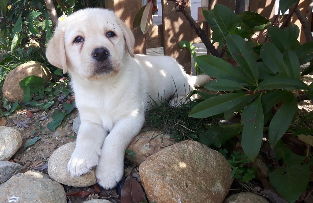 CUCCIOLO LABRADOR BY FAVOLABRADORS