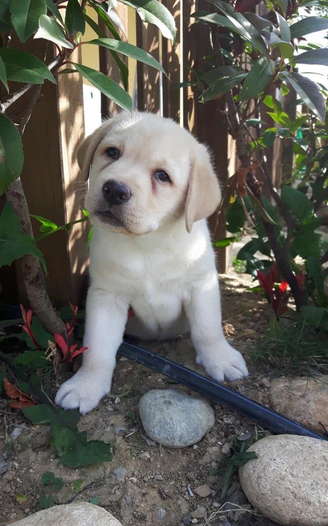 CUCCIOLO LABRADOR BY FAVOLABRADORS