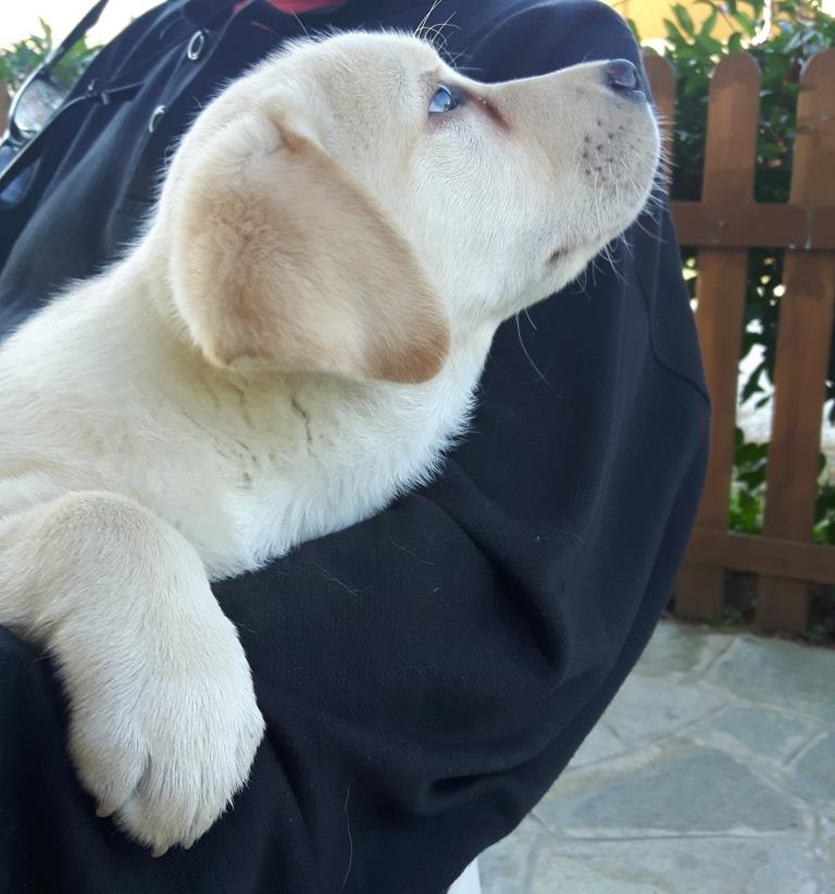 cucciiolo di labrador by favolabradors