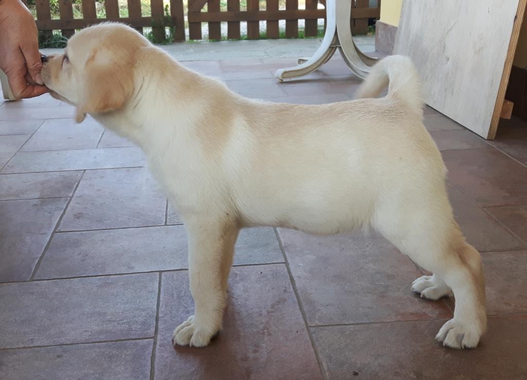 cucciiolo di labrador by favolabradors