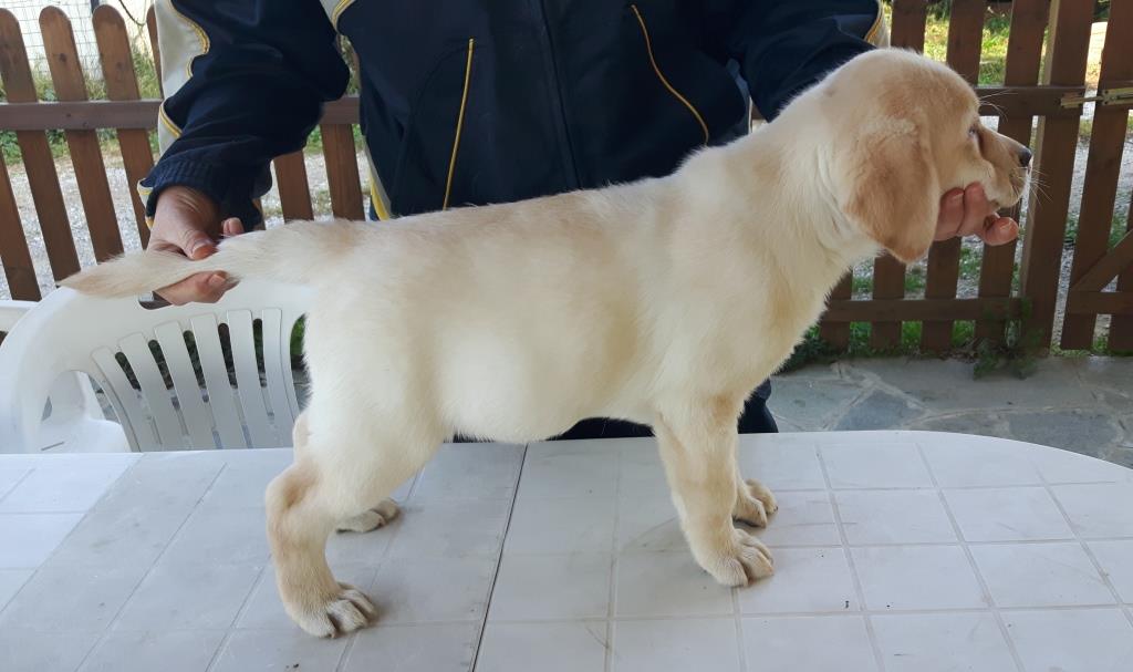 cucciiolo di labrador by favolabradors