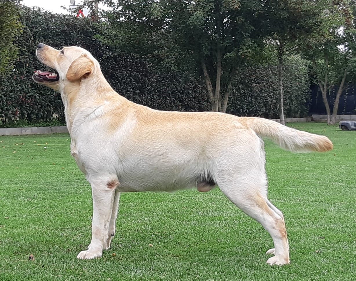 Shaggy di Massimo Cremonesi