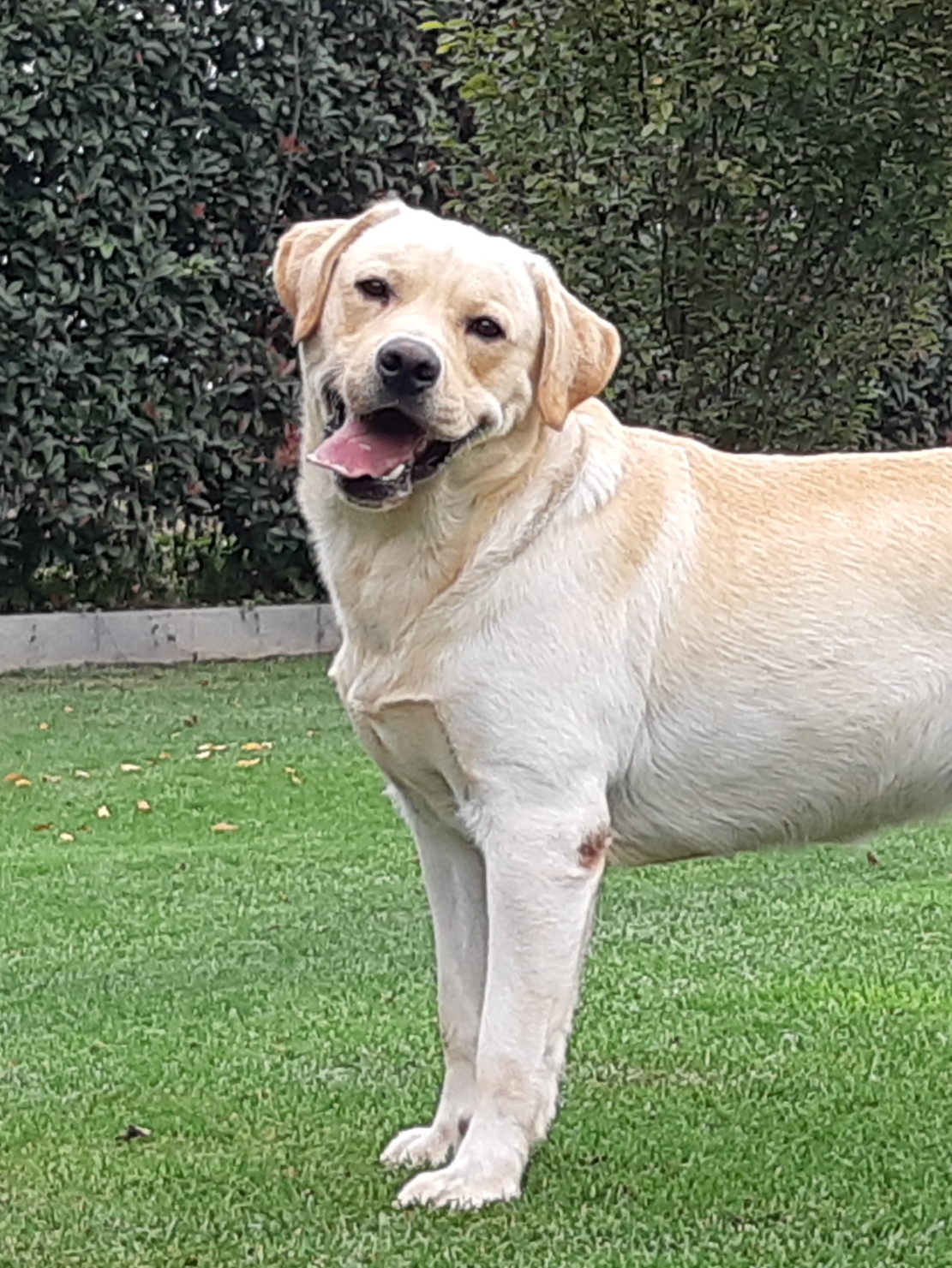 Shaggy di Massimo Cremonesi