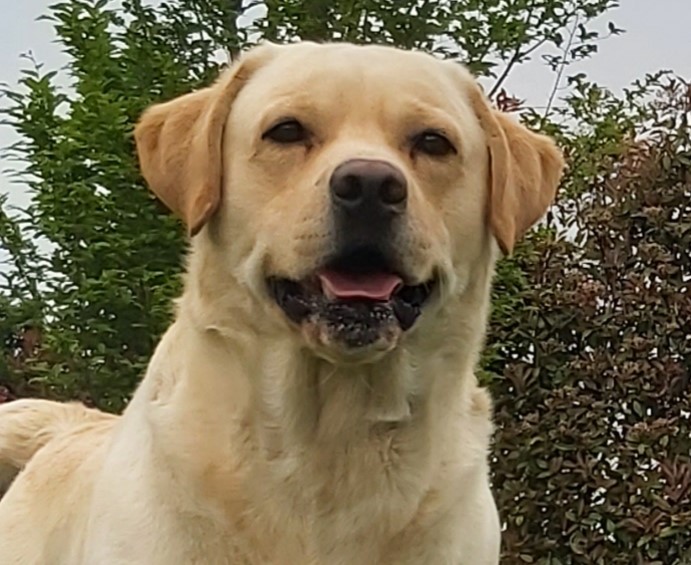 Shaggy di Massimo Cremonesi