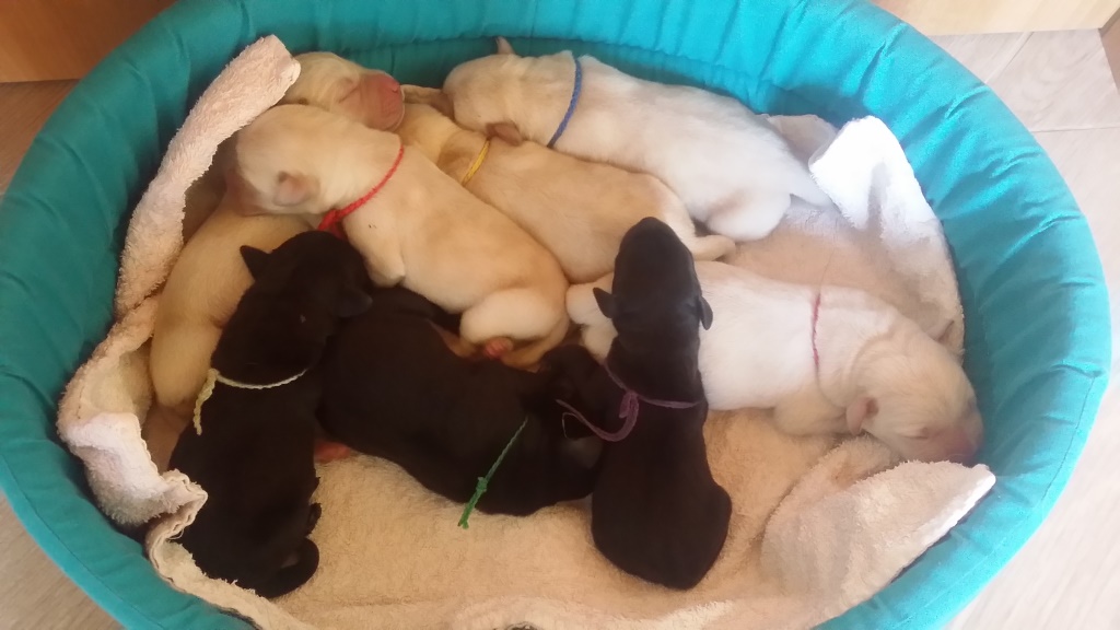 FAVOLABRADORS CUCCIOLI