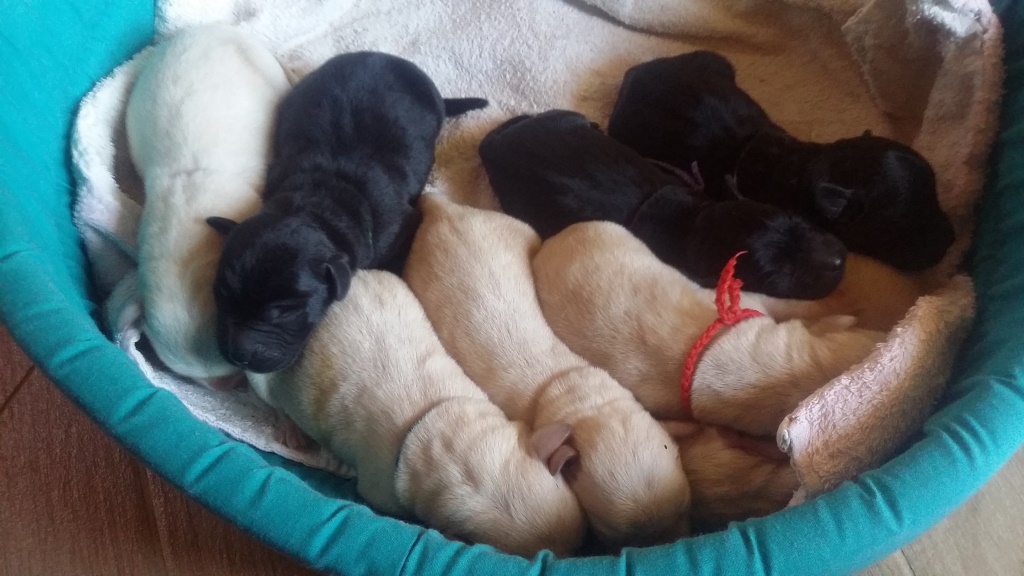 CUCCIOLI FAVOLABRADORS LABRADOR