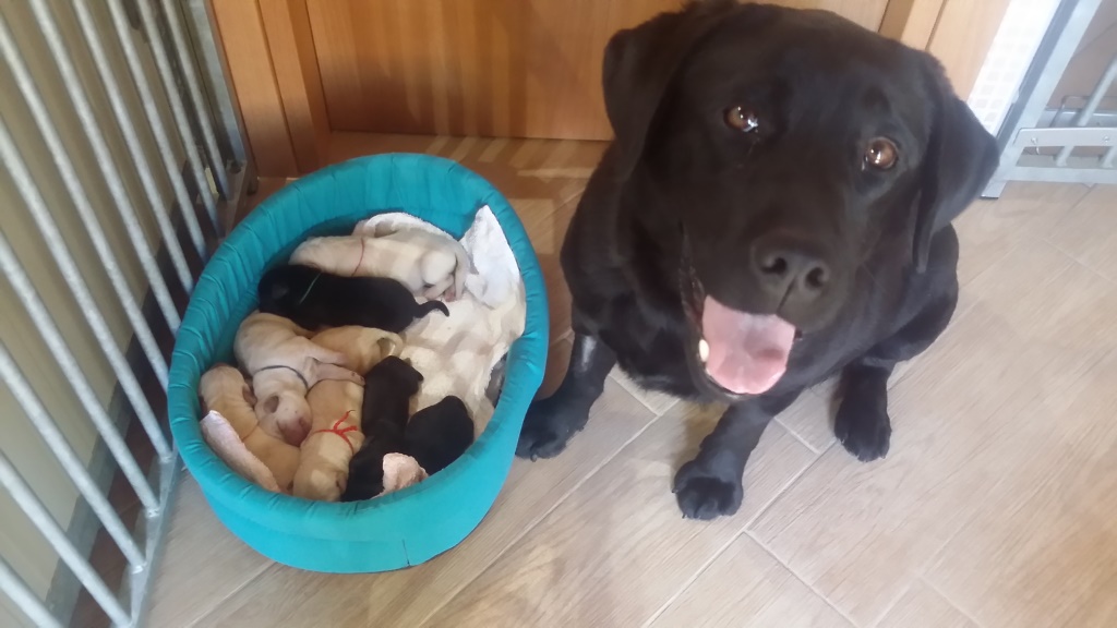 CUCCIOLI FAVOLABRADORS