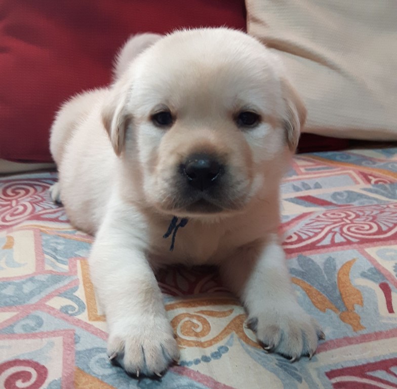CUCCIOLO FAVOLABRADORS1