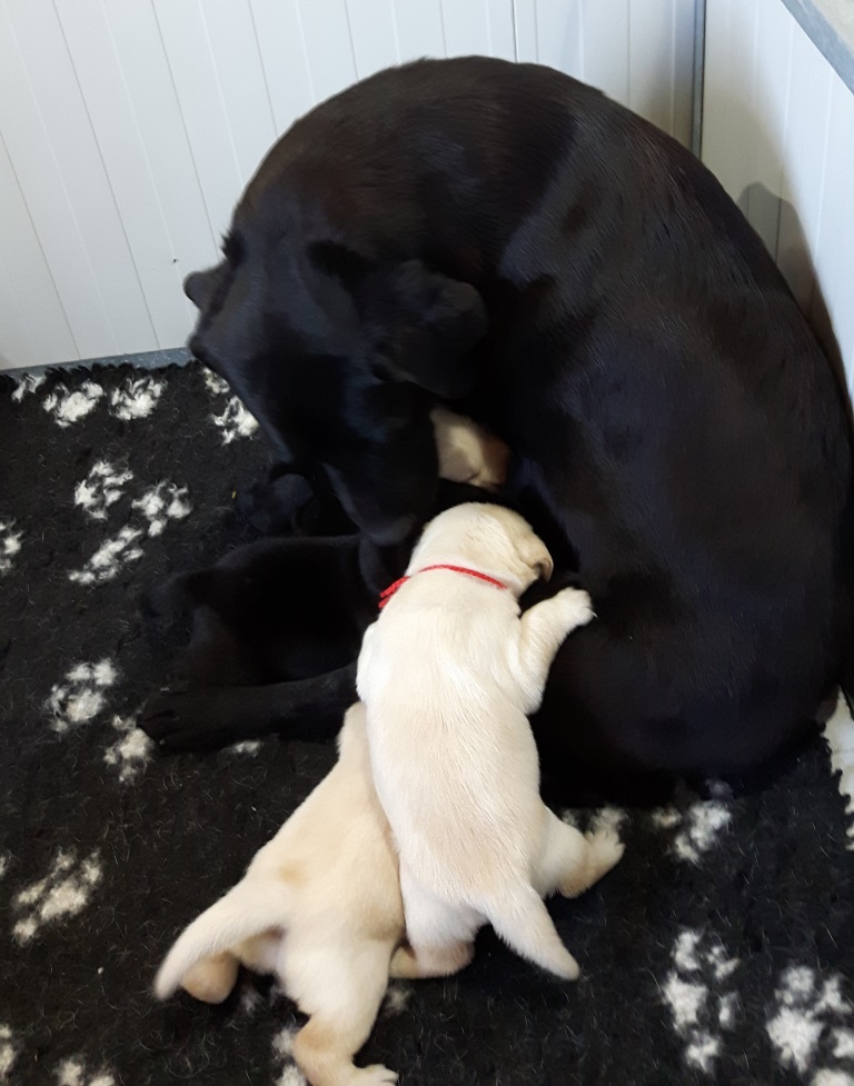 CUCCIOLO LABRADOR BY FAVOLABRADOR