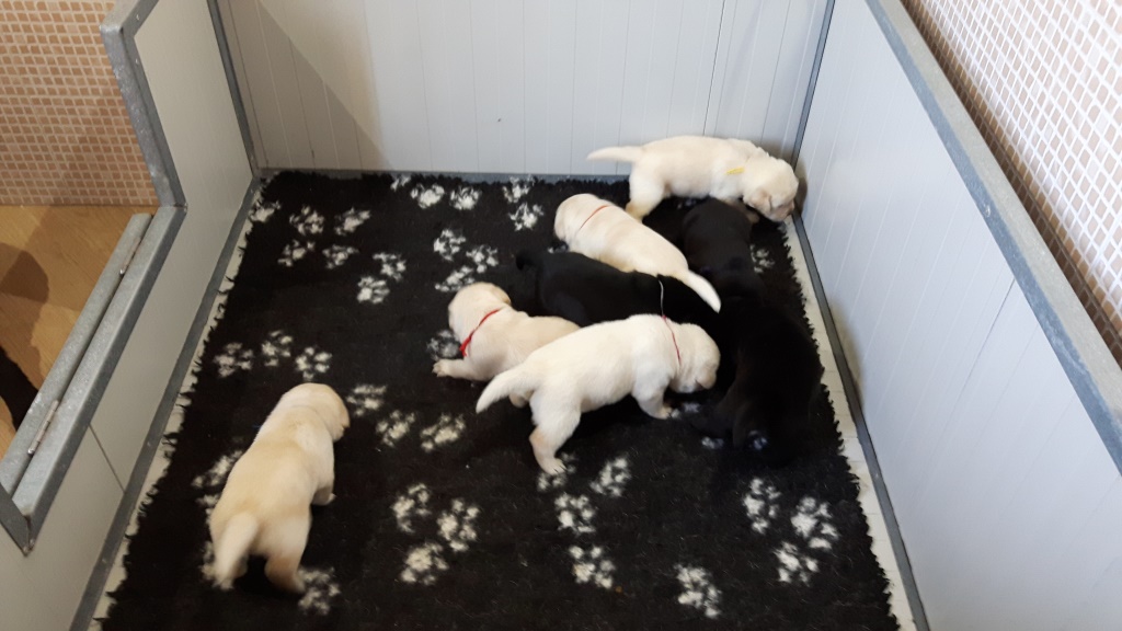 LABRADOR LECCO