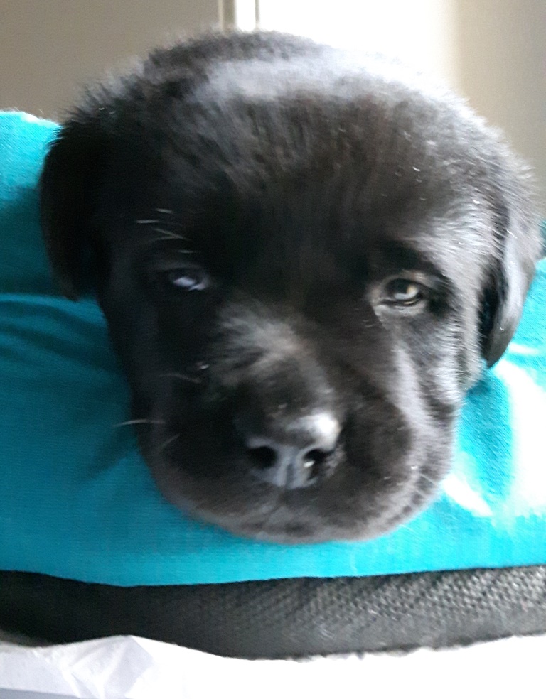 CUCCIOLI FAVOLABRADORS