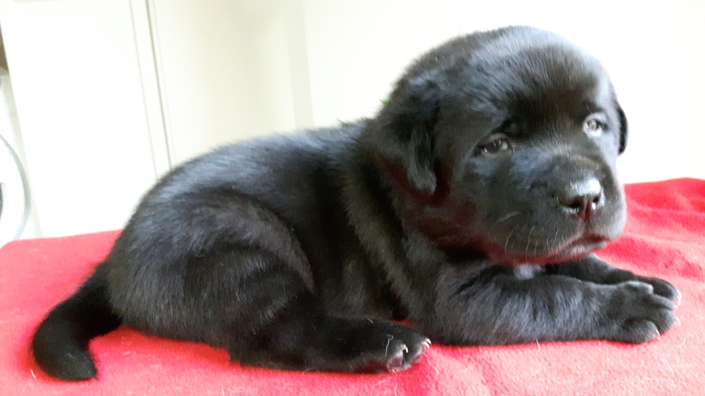 LABRADOR